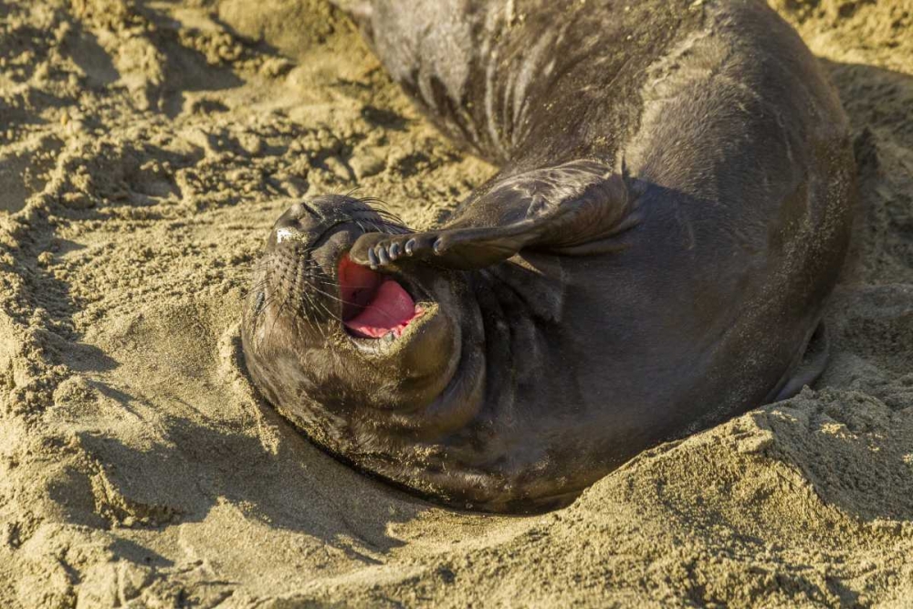 CA, Piedras Blancas Elephant seal yawning art print by Cathy and Gordon Illg for $57.95 CAD