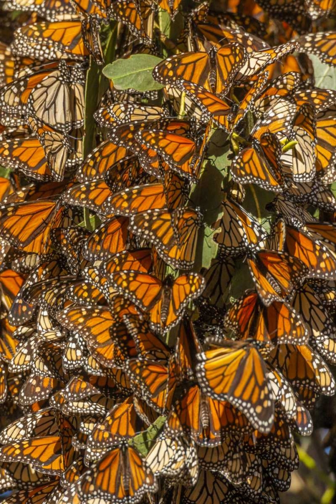 California Monarch butterflies on leaves art print by Cathy and Gordon Illg for $57.95 CAD