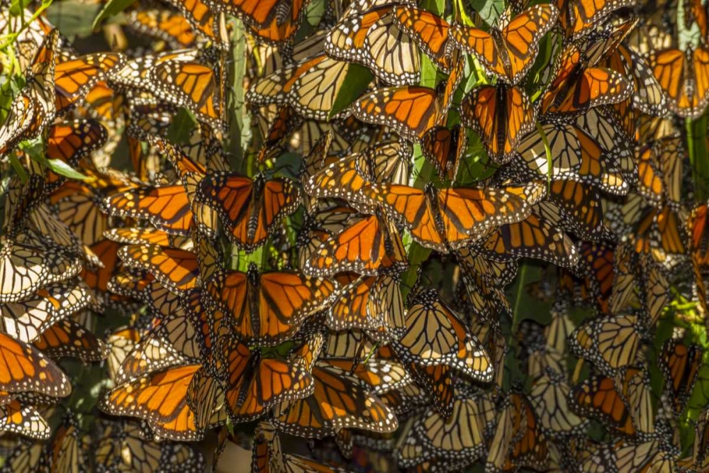 California Monarch butterflies on leaves art print by Cathy and Gordon Illg for $57.95 CAD