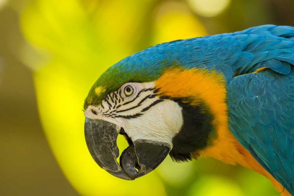 California, Santa Barbara Profile of macaw art print by Cathy and Gordon Illg for $57.95 CAD