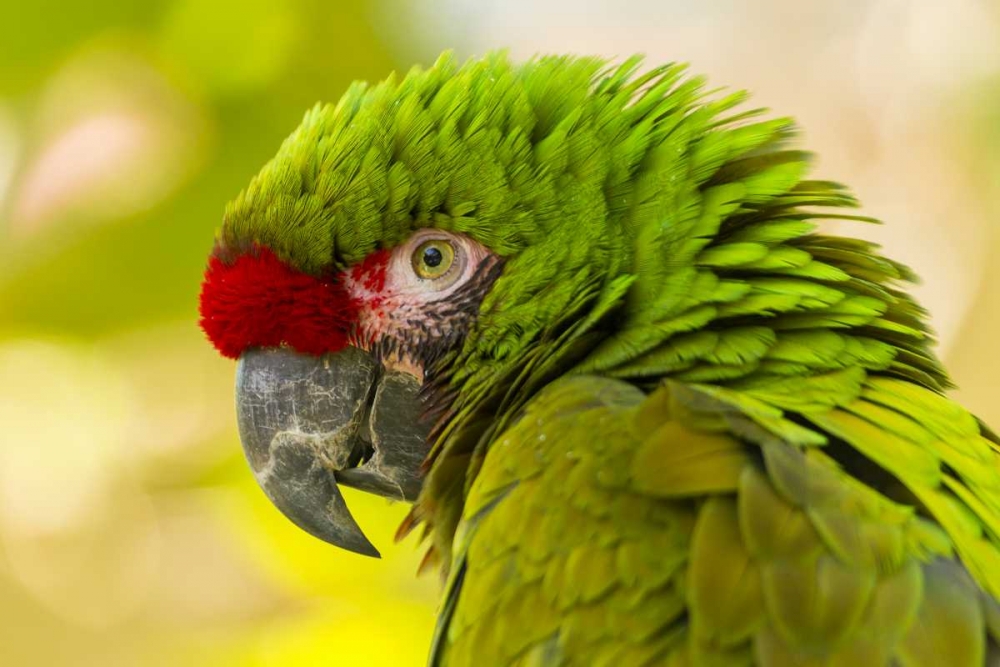 California, Santa Barbara Profile of macaw art print by Cathy and Gordon Illg for $57.95 CAD
