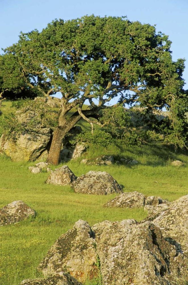 USA, California California oak tree scenic art print by Marie Bush for $57.95 CAD