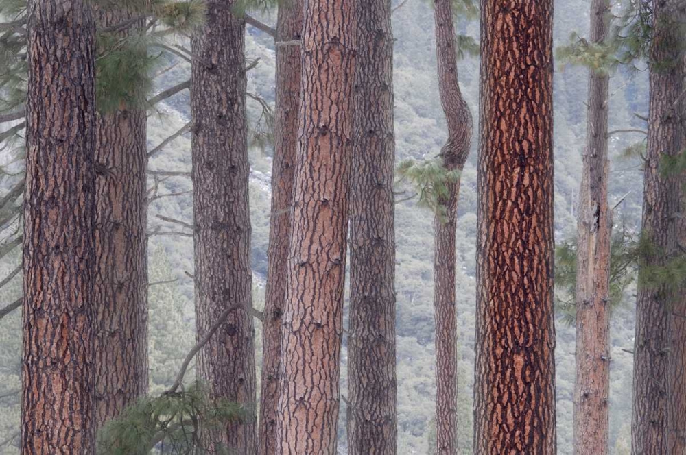 USA, California, Yosemite NP Pine trees in fog art print by Marie Bush for $57.95 CAD