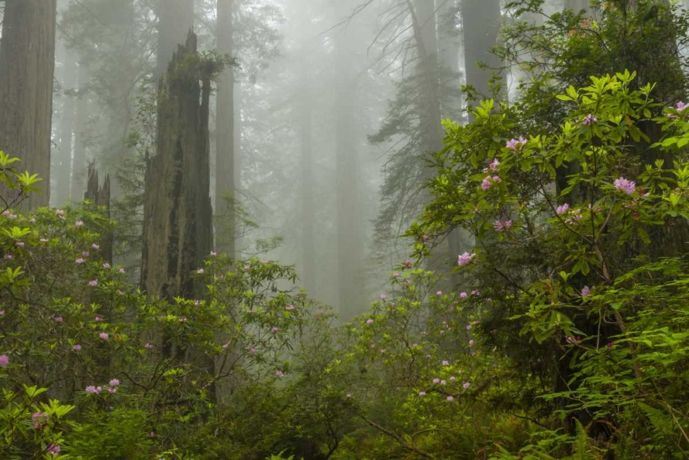 California, Redwoods NP Fog and rhododendrons art print by Cathy and Gordon Illg for $57.95 CAD
