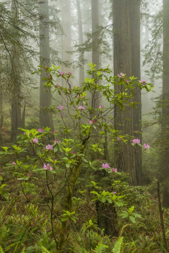 California, Redwoods NP Fog and rhododendrons art print by Cathy and Gordon Illg for $57.95 CAD