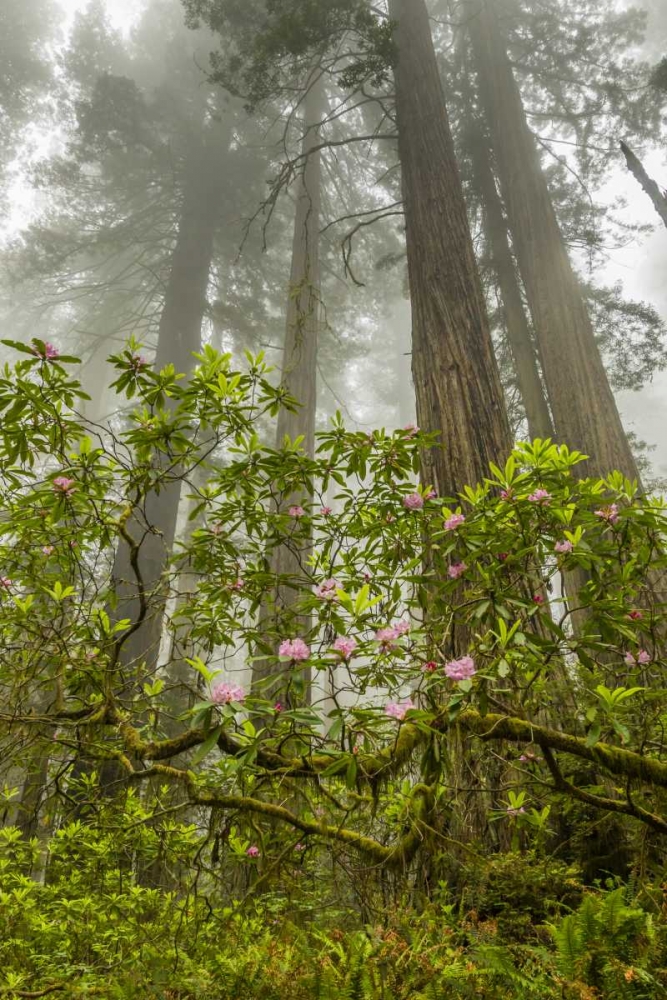 California, Redwoods NP Fog and rhododendrons art print by Cathy and Gordon Illg for $57.95 CAD