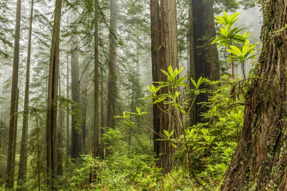 USA, California, Redwoods NP Foggy forest art print by Cathy and Gordon Illg for $57.95 CAD