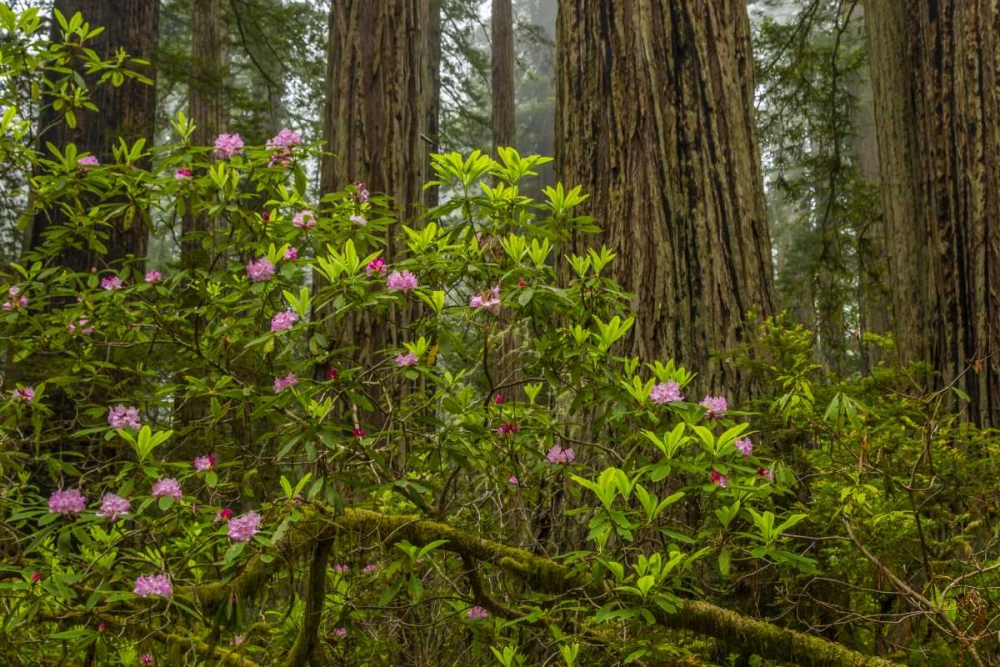 California, Redwoods NP Rhododendrons in forest art print by Cathy and Gordon Illg for $57.95 CAD