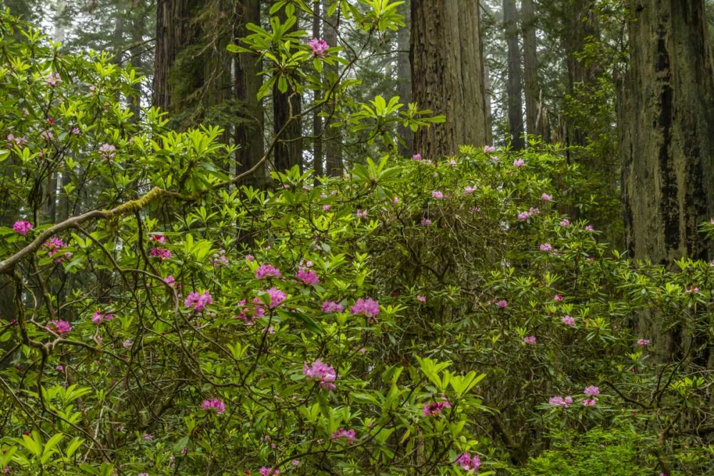 California, Redwoods NP Rhododendrons in forest art print by Cathy and Gordon Illg for $57.95 CAD
