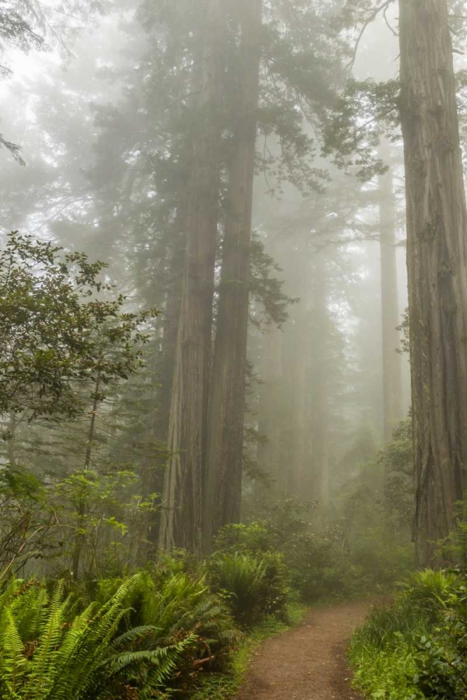 CA, Redwoods NP Trail through redwood trees art print by Cathy and Gordon Illg for $57.95 CAD