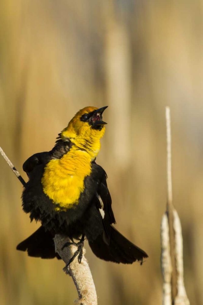 CA, Tule Lake NWR Yellow-headed blackbird art print by Cathy and Gordon Illg for $57.95 CAD