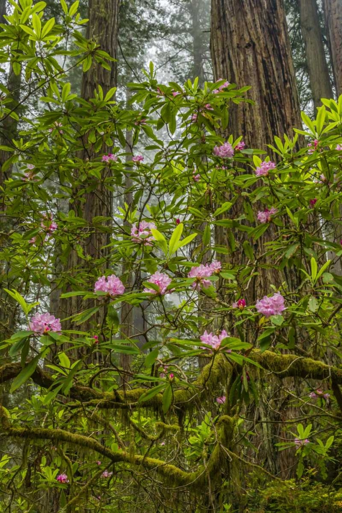 California, Redwoods NP Rhododendrons in forest art print by Cathy and Gordon Illg for $57.95 CAD
