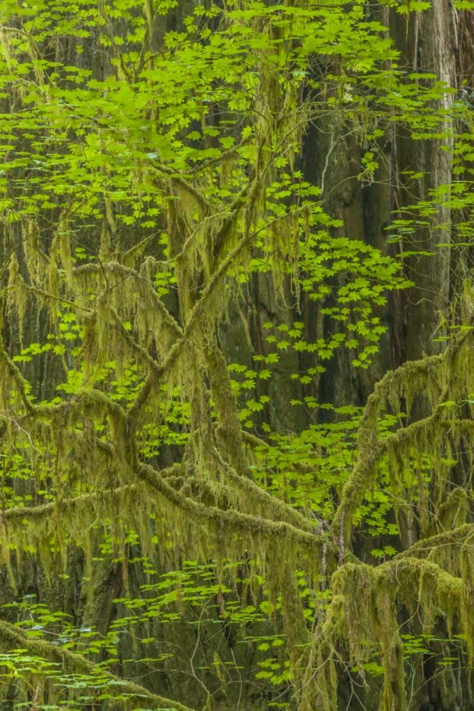 California, Redwoods NP Mossy limbs in forest art print by Cathy and Gordon Illg for $57.95 CAD