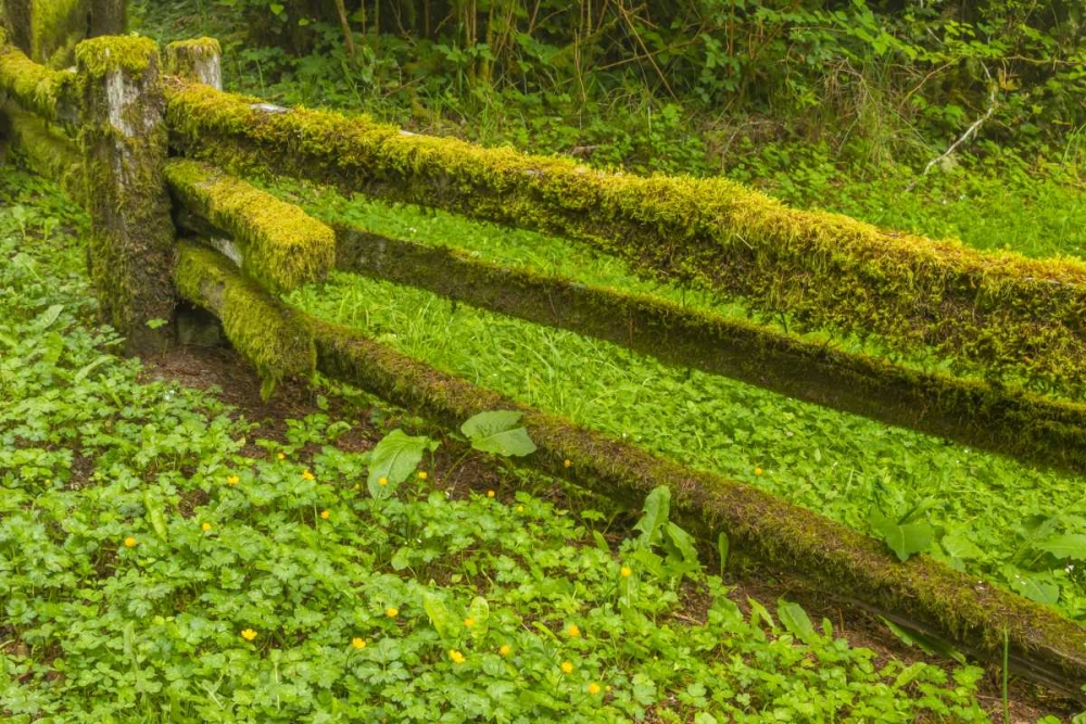 USA, California, Redwoods NP Moss-covered fence art print by Cathy and Gordon Illg for $57.95 CAD