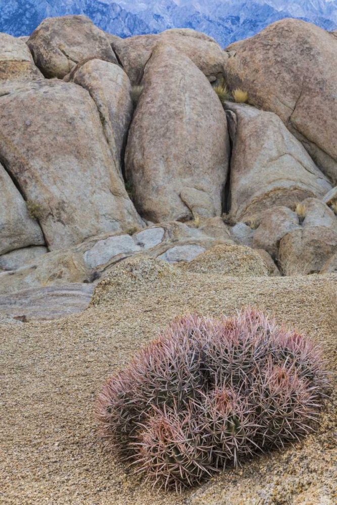 CA, Alabama Hills Barrel cactus and boulders art print by Don Paulson for $57.95 CAD