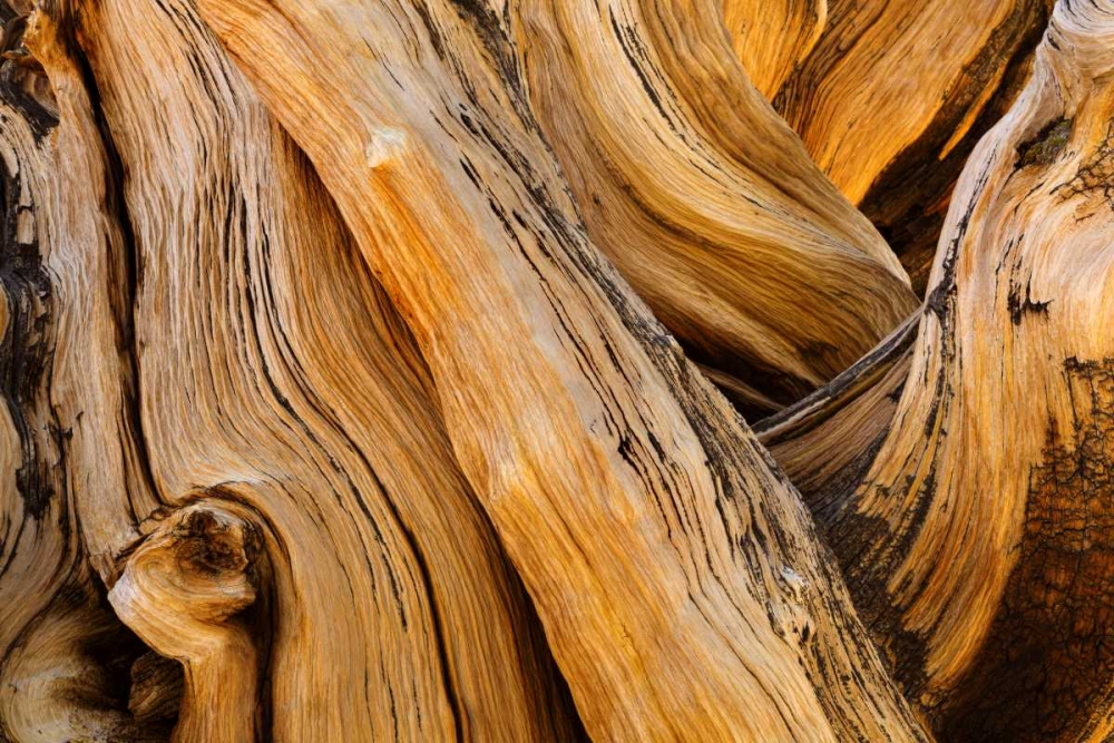 CA, White Mts Wilderness Bristlecone pine wood art print by Don Paulson for $57.95 CAD