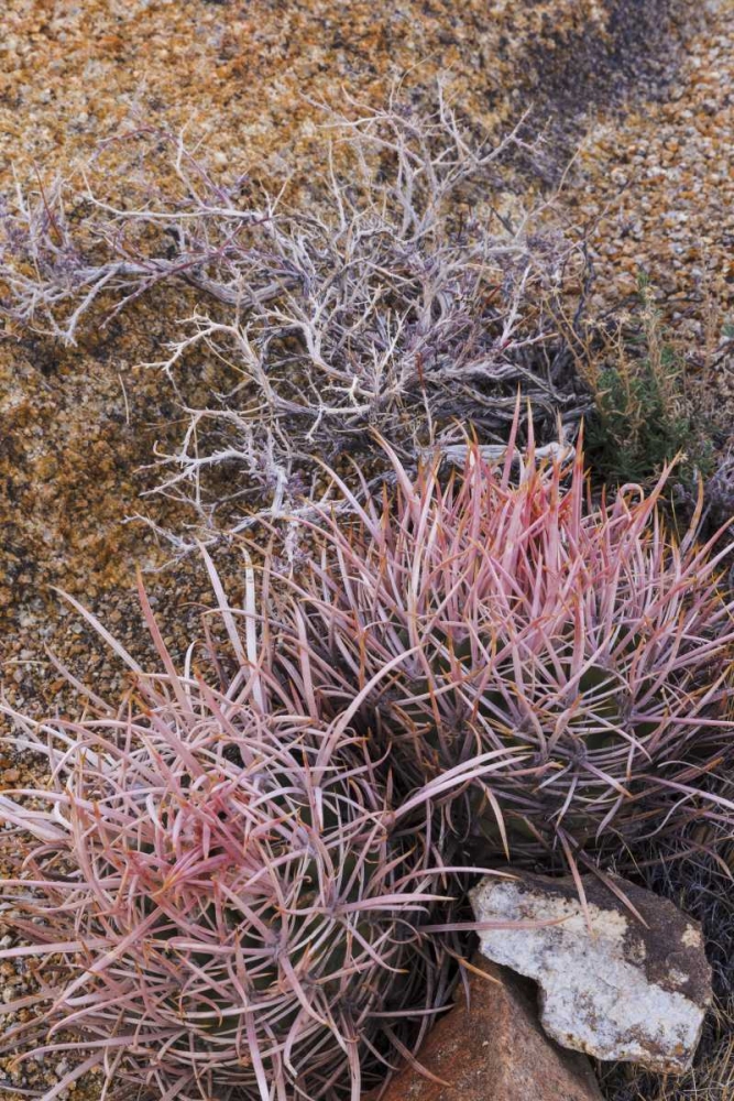 California, Alabama Hills Barrel cactus scenic art print by Don Paulson for $57.95 CAD