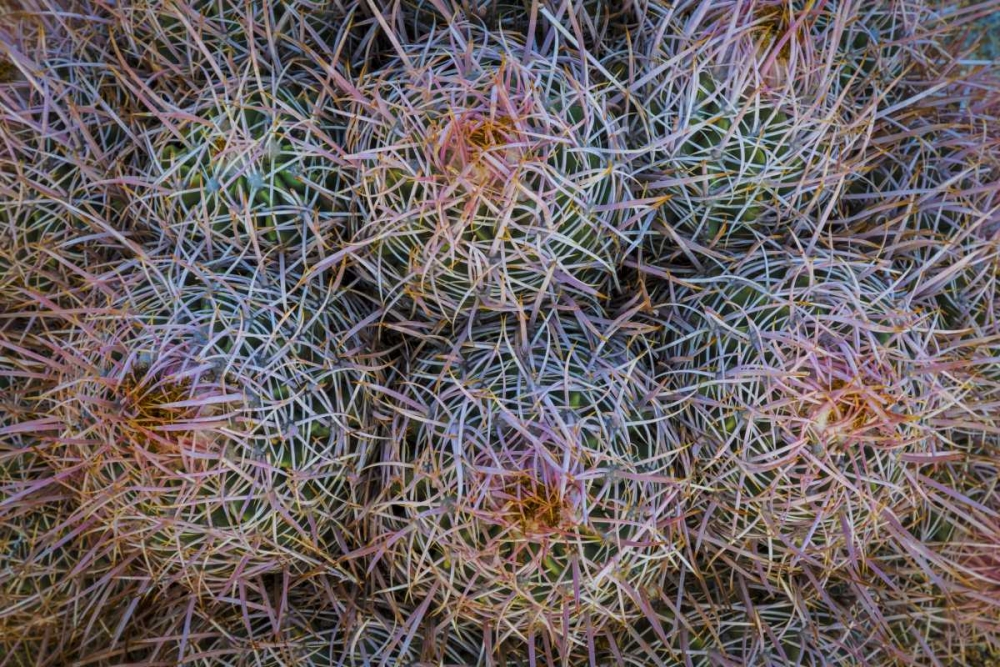 California, Alabama Hills Detail of barrel cacti art print by Don Paulson for $57.95 CAD