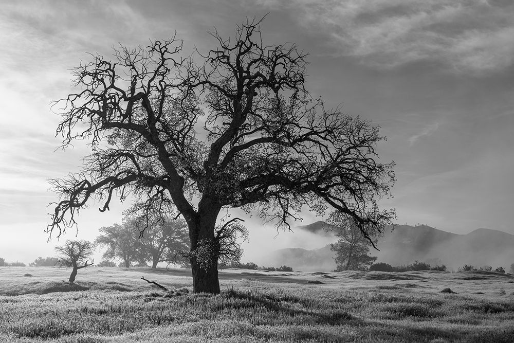 California-Los Padres National Forest Oak tree on foggy morning art print by Jaynes Gallery for $57.95 CAD