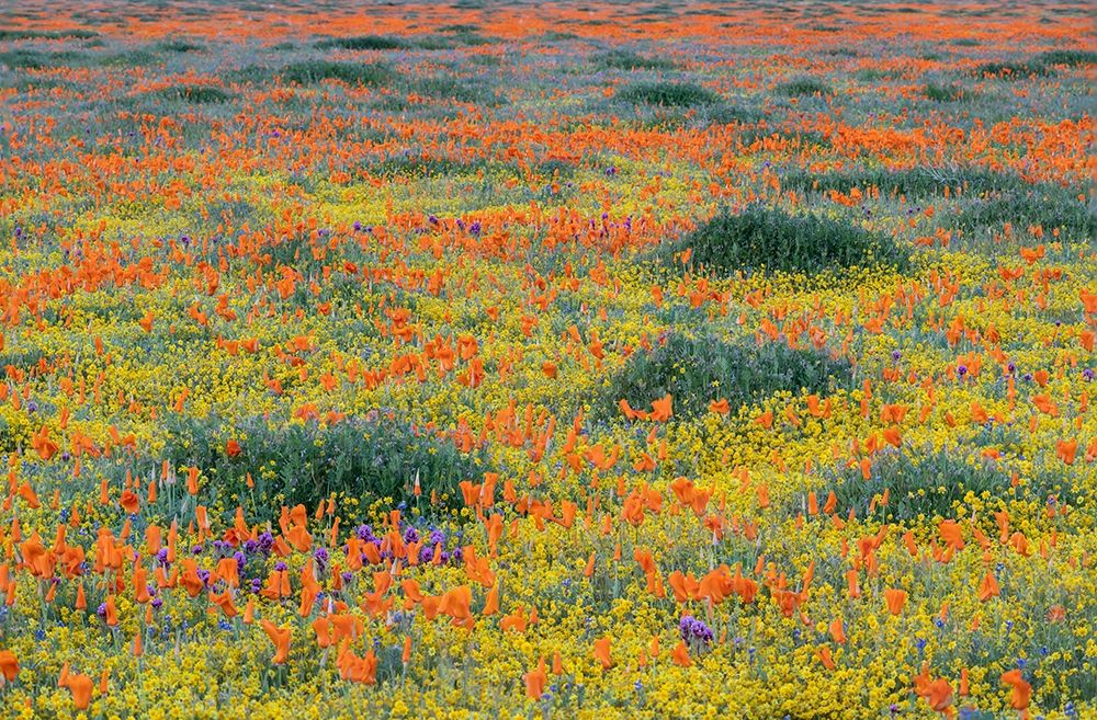 California-Mojave Desert California poppy super bloom art print by Jaynes Gallery for $57.95 CAD