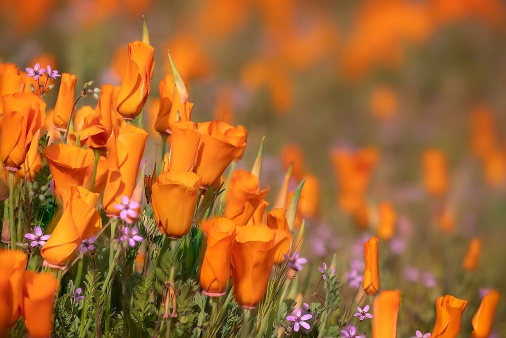 California-Mojave Desert California poppies art print by Jaynes Gallery for $57.95 CAD