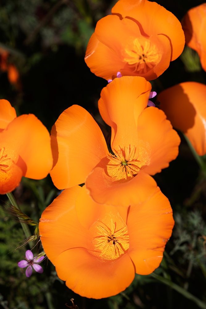 California-Mojave Desert California poppies art print by Jaynes Gallery for $57.95 CAD