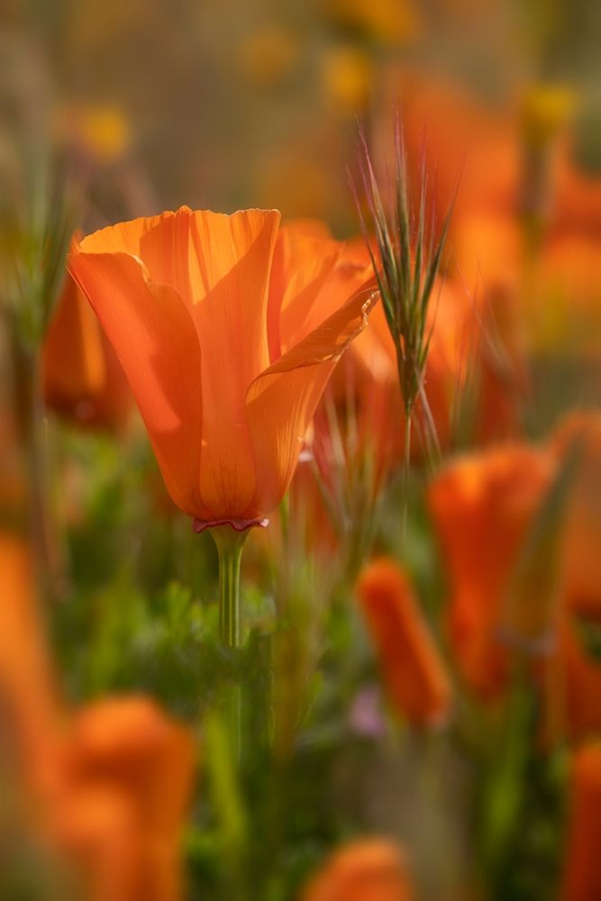 California Close-up of California poppy art print by Jaynes Gallery for $57.95 CAD