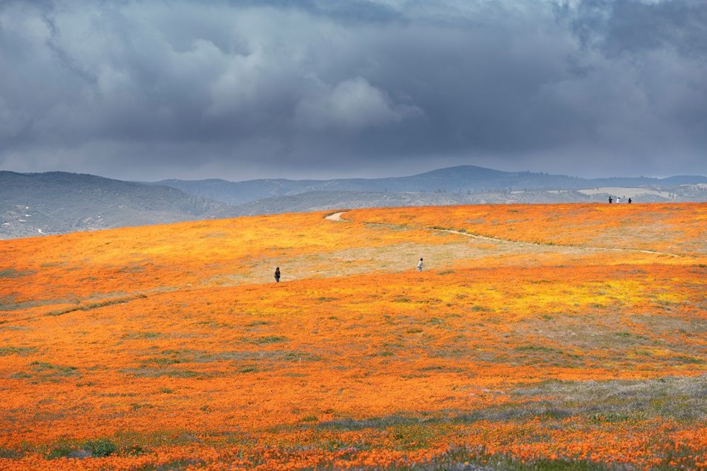 California-Mojave Desert California poppy super bloom art print by Jaynes Gallery for $57.95 CAD