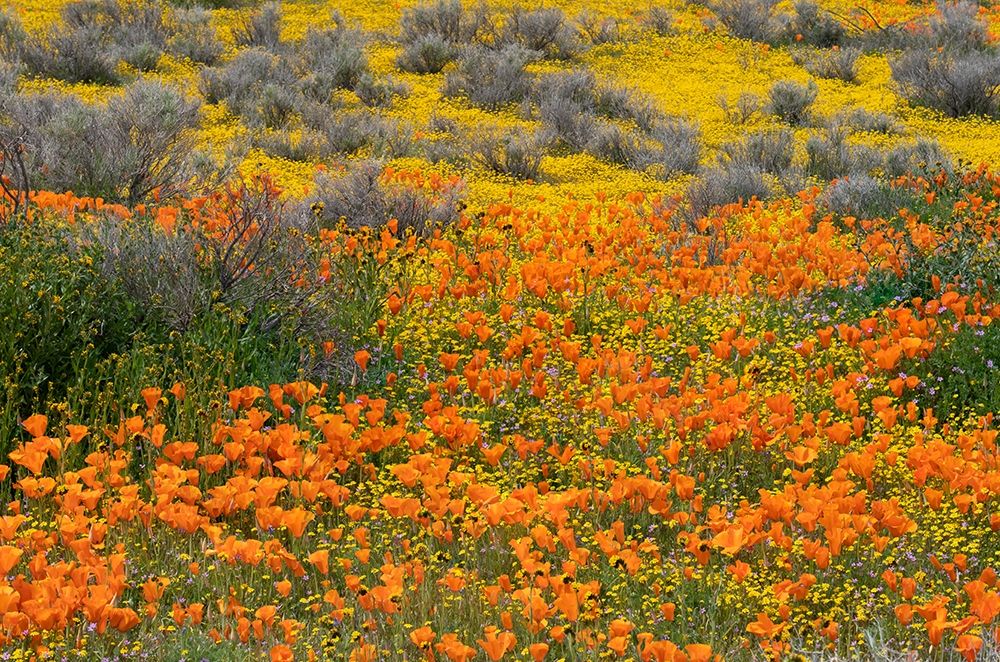 California-Mojave Desert California poppy super bloom art print by Jaynes Gallery for $57.95 CAD