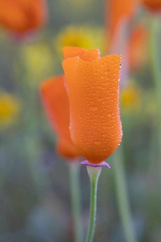 California Close-up of California poppy art print by Jaynes Gallery for $57.95 CAD