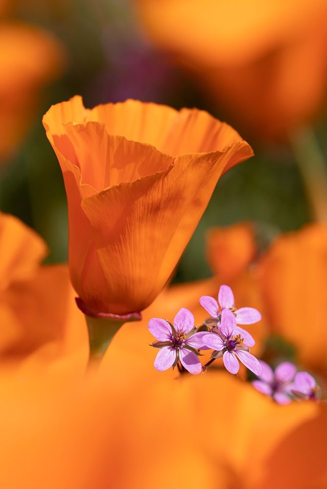 California Close-up of California poppy art print by Jaynes Gallery for $57.95 CAD
