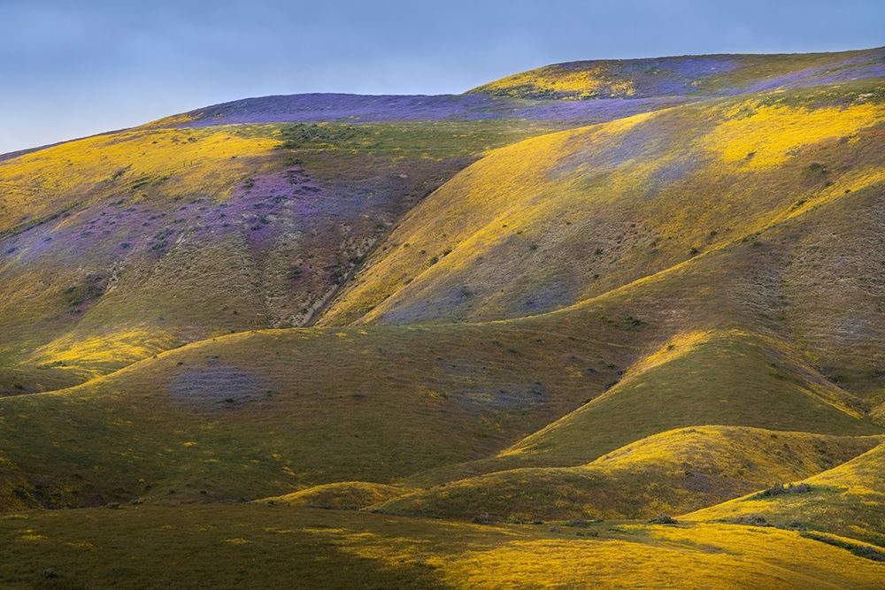 California-Carrizo Plain National Monument Patches of lacy phacelia and yellow hillside daisy art print by Jaynes Gallery for $57.95 CAD