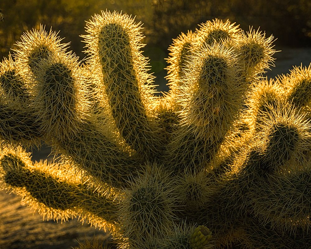 USA-California-Anza-Borrego Desert State Park. Backlit desert cactus. art print by Jaynes Gallery for $57.95 CAD