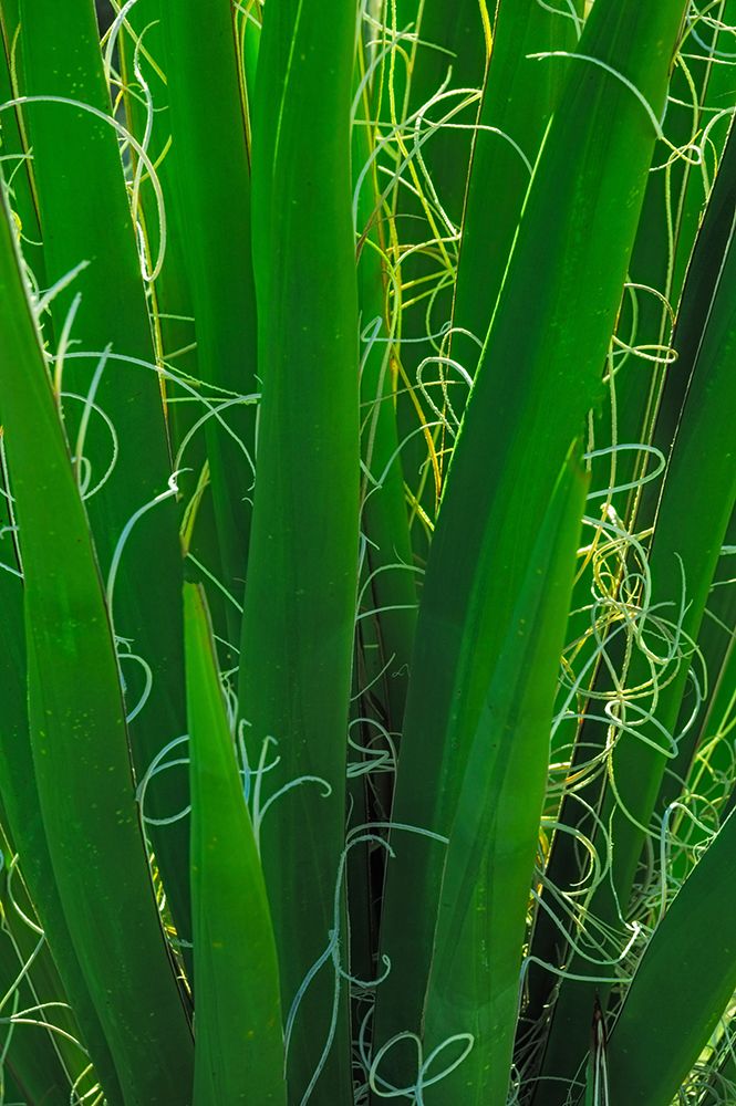 USA-California-Anza-Borrego Desert State Park. Backlit Bismarck palm leaves. art print by Jaynes Gallery for $57.95 CAD