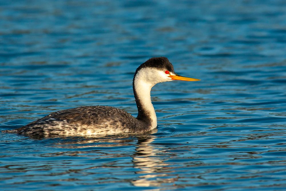 USA-California-Morro Bay Close-up of Clarks grebe in water art print by Jaynes Gallery for $57.95 CAD