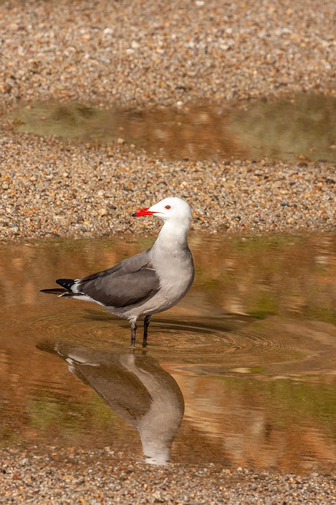 USA-California-Morro Bay Heermanns gull drinking art print by Jaynes Gallery for $57.95 CAD