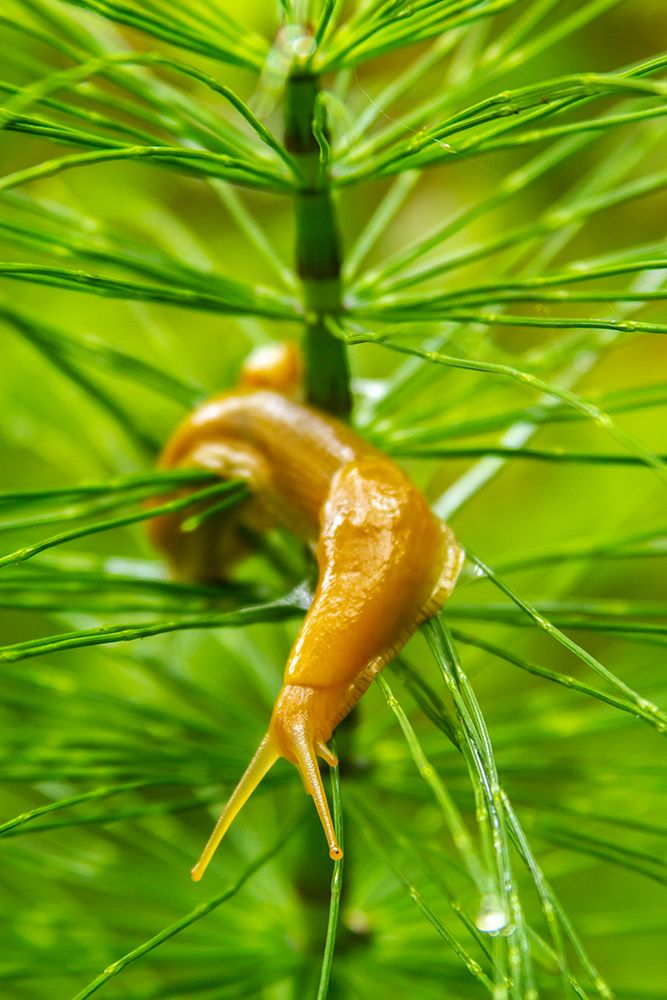 USA-California-Prairie Creek Redwoods State Park Banana slug on plant art print by Jaynes Gallery for $57.95 CAD