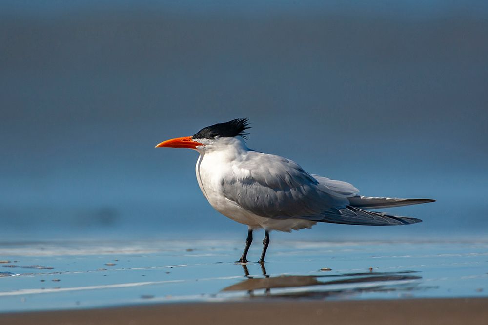 USA-California-San Luis Obispo County Royal tern close-up on beach art print by Jaynes Gallery for $57.95 CAD