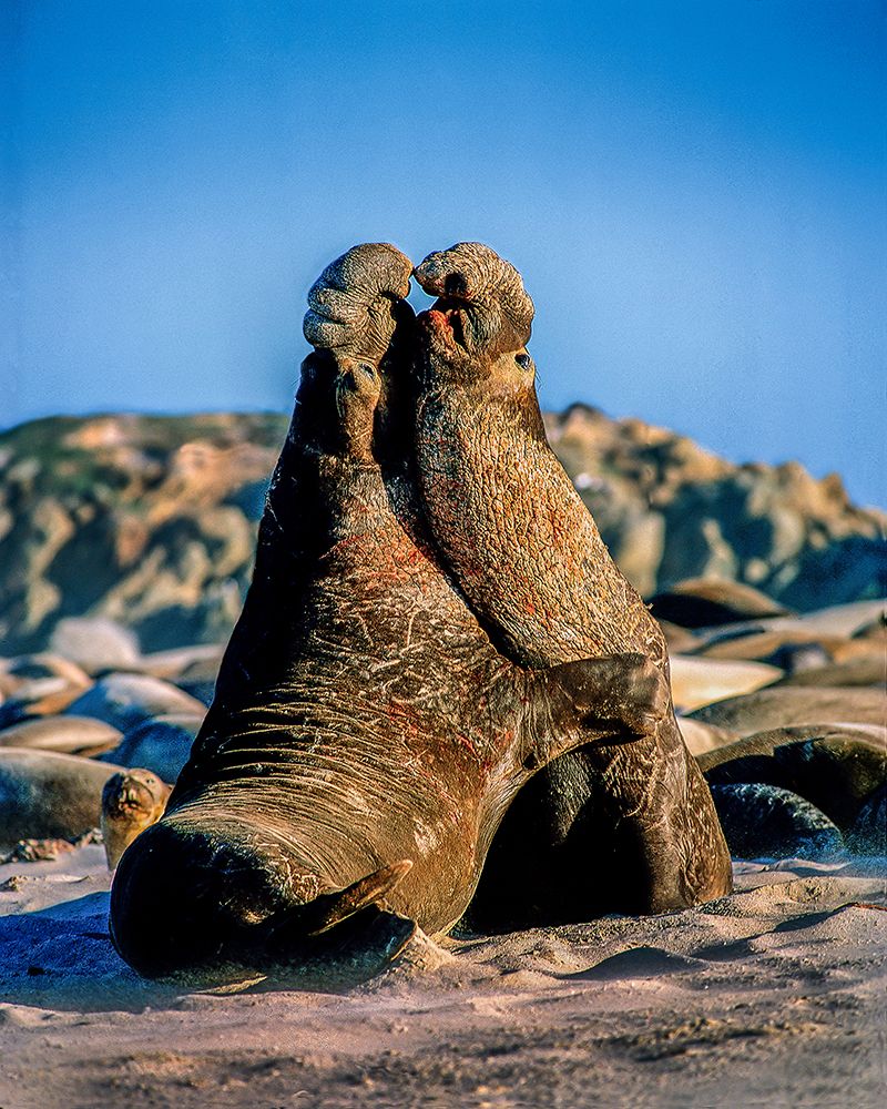 USA-California-Channel Islands National Park Male elephant seals ight for mating rights art print by Jaynes Gallery for $57.95 CAD