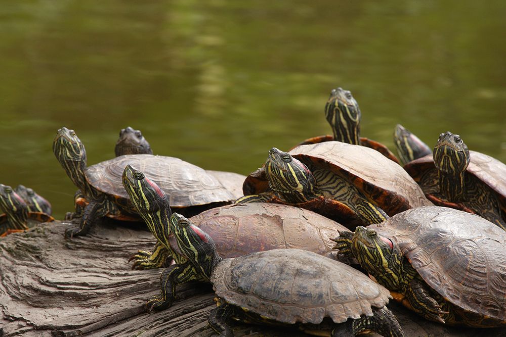 USA, California, Golden Gate Park. Group of red-eared slider turtles. art print by Jaynes Gallery for $57.95 CAD