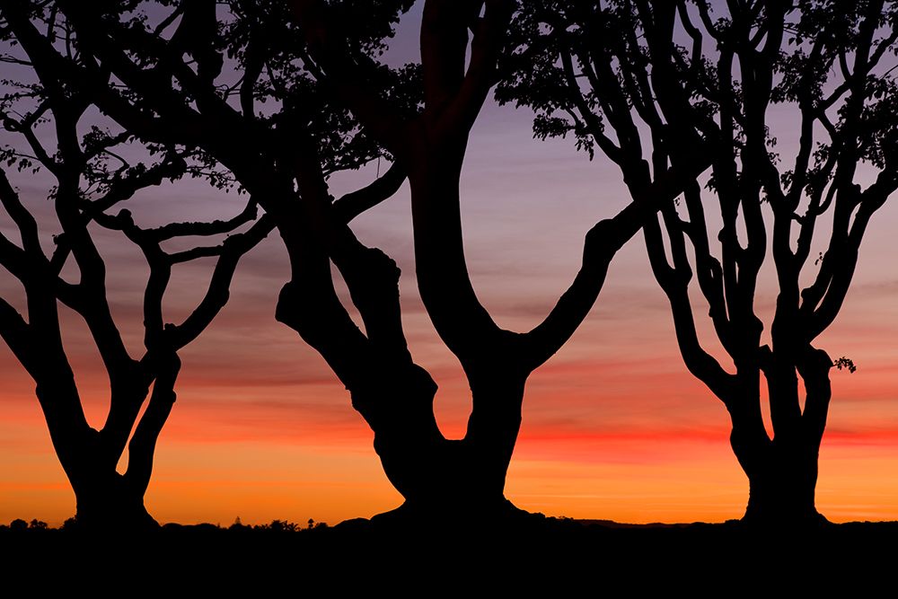 USA, California, San Diego. Silhouetted trees at sunset. art print by Jaynes Gallery for $57.95 CAD