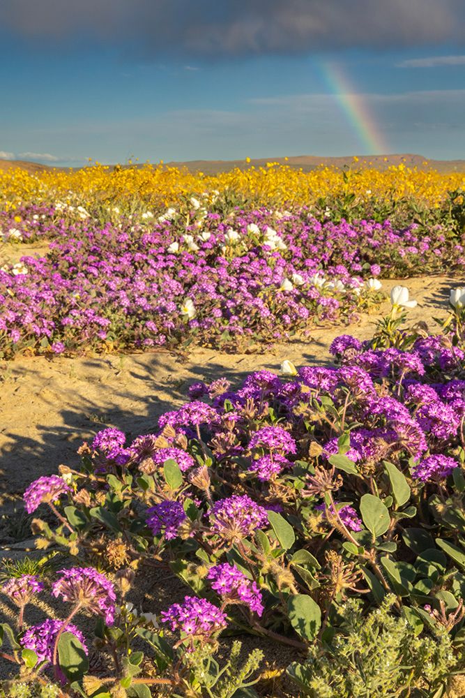 USA, California, Anza Borrego Desert State Park. Blooming desert flowers. art print by Jaynes Gallery for $57.95 CAD