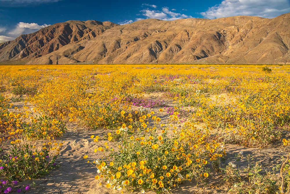 USA, California, Anza Borrego Desert State Park. Blooming verbena and goldfields flowers. art print by Jaynes Gallery for $57.95 CAD