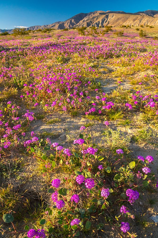 USA, California, Anza Borrego Desert State Park. Blooming verbena flowers. art print by Jaynes Gallery for $57.95 CAD
