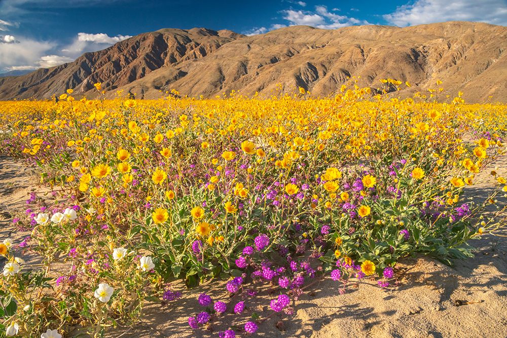 USA, California, Anza Borrego Desert State Park. Blooming desert flowers. art print by Jaynes Gallery for $57.95 CAD