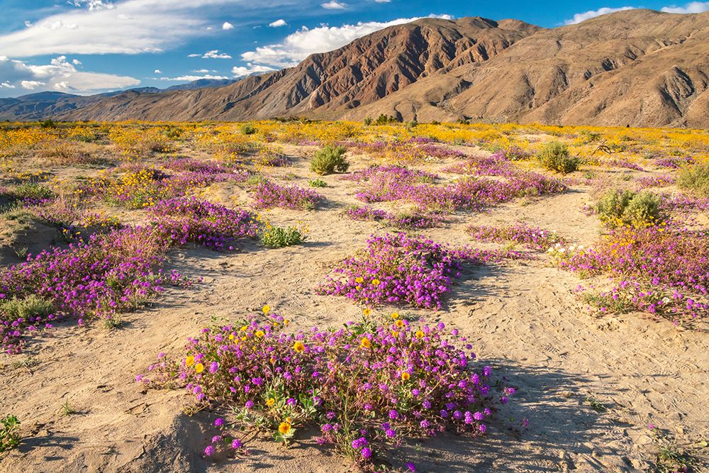 USA, California, Anza Borrego Desert State Park. Blooming verbena and goldfields flowers. art print by Jaynes Gallery for $57.95 CAD