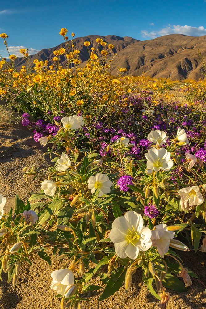 USA, California, Anza Borrego Desert State Park. Blooming desert flowers. art print by Jaynes Gallery for $57.95 CAD