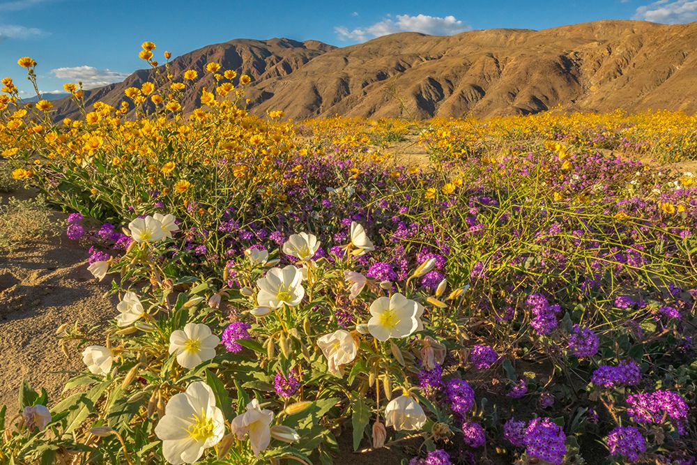 USA, California, Anza Borrego Desert State Park. Blooming desert flowers. art print by Jaynes Gallery for $57.95 CAD
