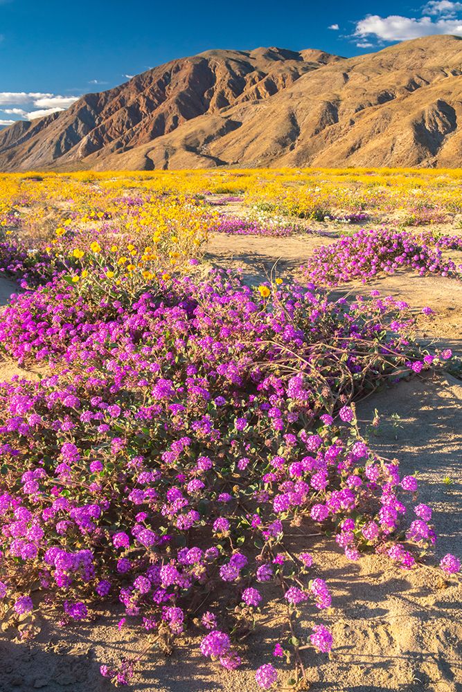 USA, California, Anza Borrego Desert State Park. Blooming verbena and goldfields flowers. art print by Jaynes Gallery for $57.95 CAD