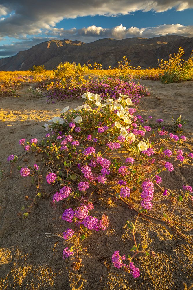 USA, California, Anza Borrego Desert State Park. Blooming desert flowers. art print by Jaynes Gallery for $57.95 CAD